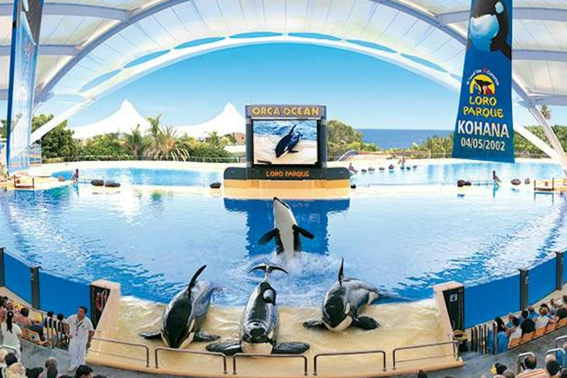 Loro Parque ticket with transfer in Tenerife - Thumbnail 2