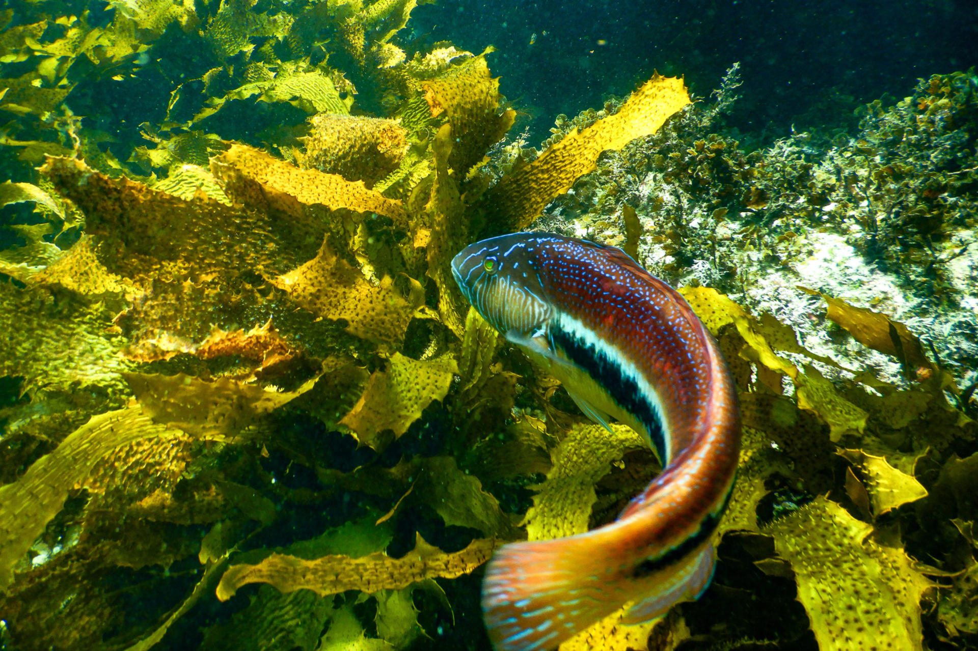 Family Snorkeling Tour with Private Guide In Sydney - Thumbnail 13