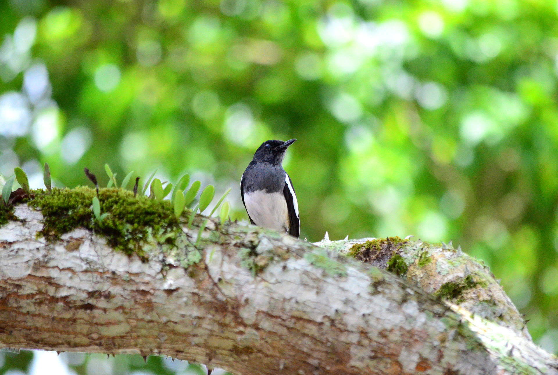 Taman Negara National Park Trekking Join-In Day Tour - Thumbnail 2