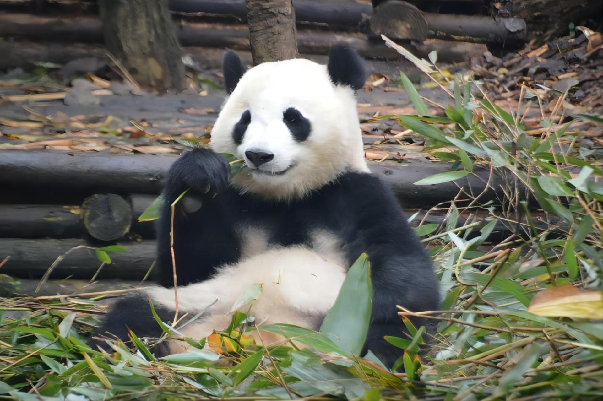 [Meet Xiang Xiang] Sichuan Bifengxia Panda Base & Huanglongxi Private Day Tour - Thumbnail 2