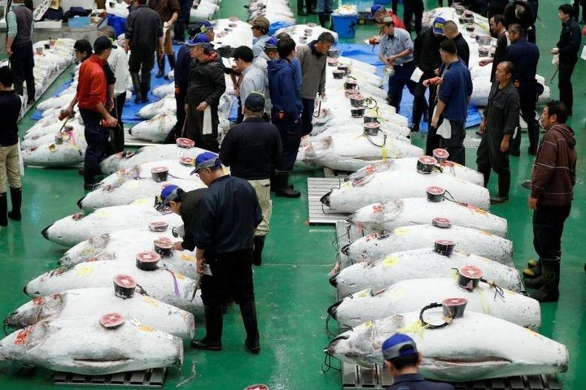 Toyosu Market Morning Tuna Auction and Tsukiji Food Tour with Guide - Image 1