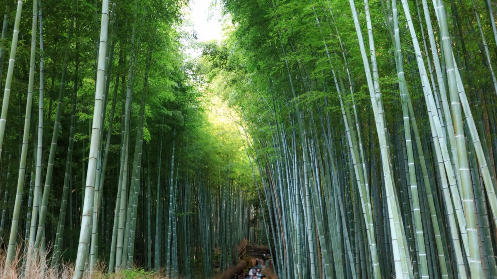 Kyoto Arashiyama, Nijo Castle, and Fushimi Inari One-Day Tour - Thumbnail 11