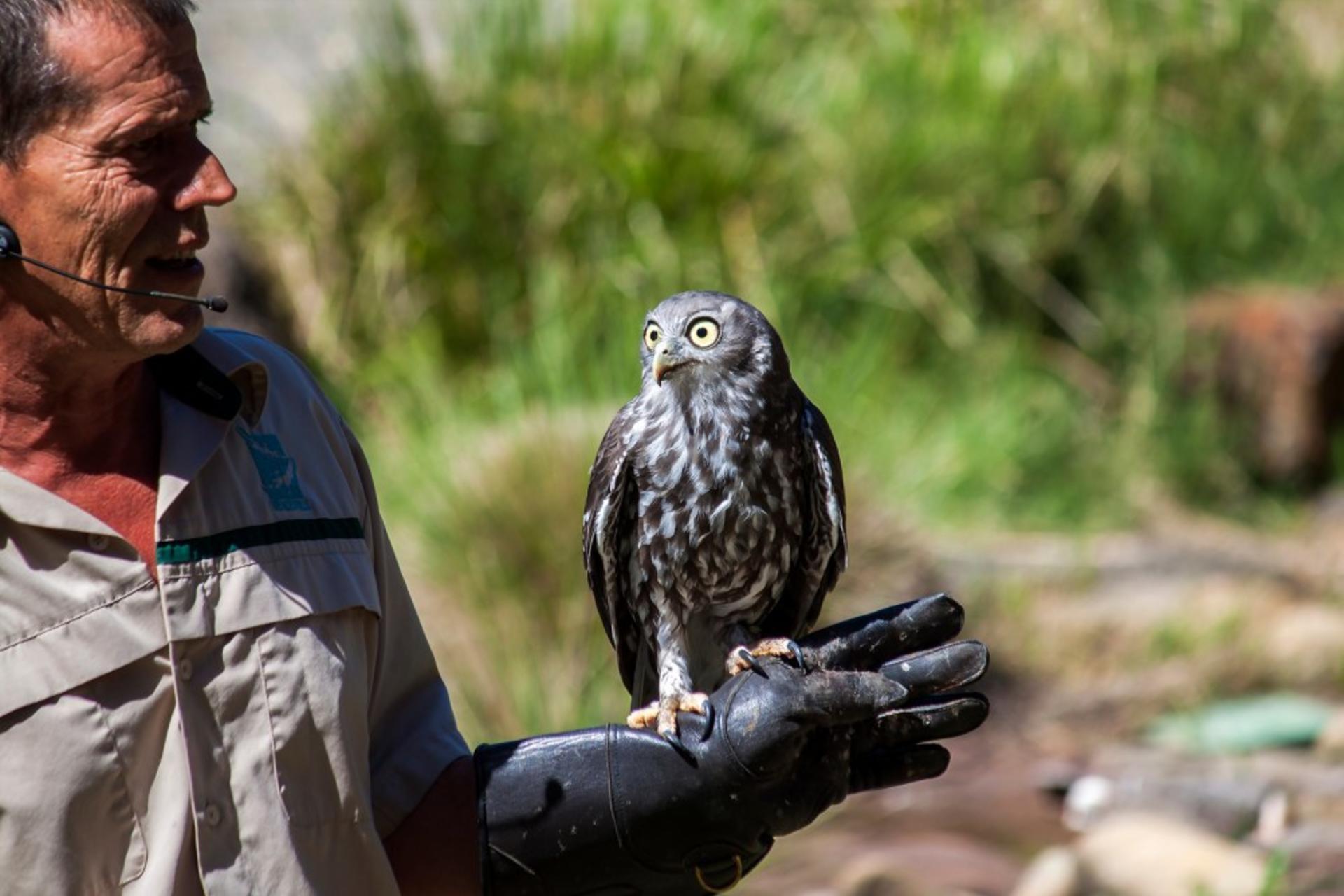 Healesville Sanctuary & Phillip Island Wildlife Guided Day Tour - Thumbnail 3