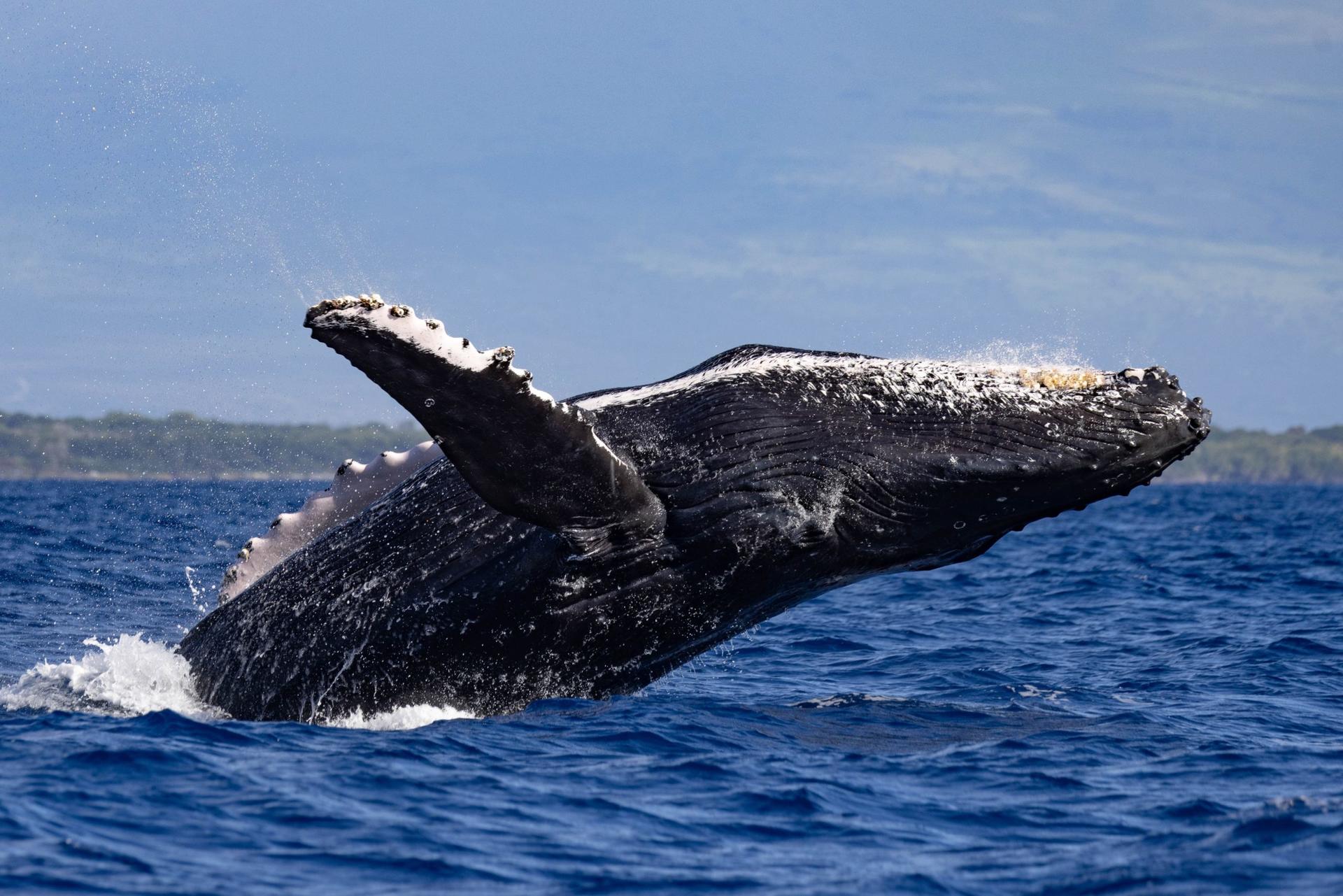 Classic Whale Watching Tour in Maui - Image 1