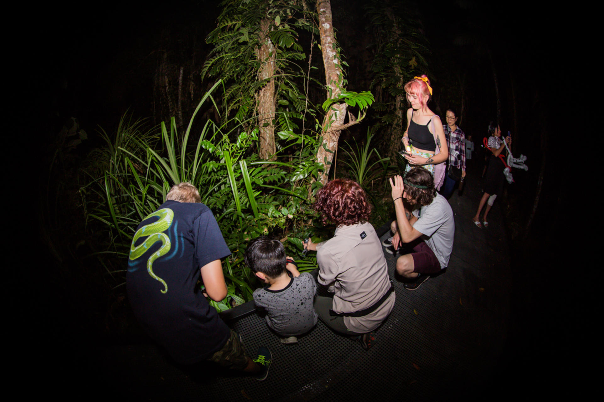 Night Walk Photography Tour at the Cairns Botanic Gardens  - Thumbnail 3