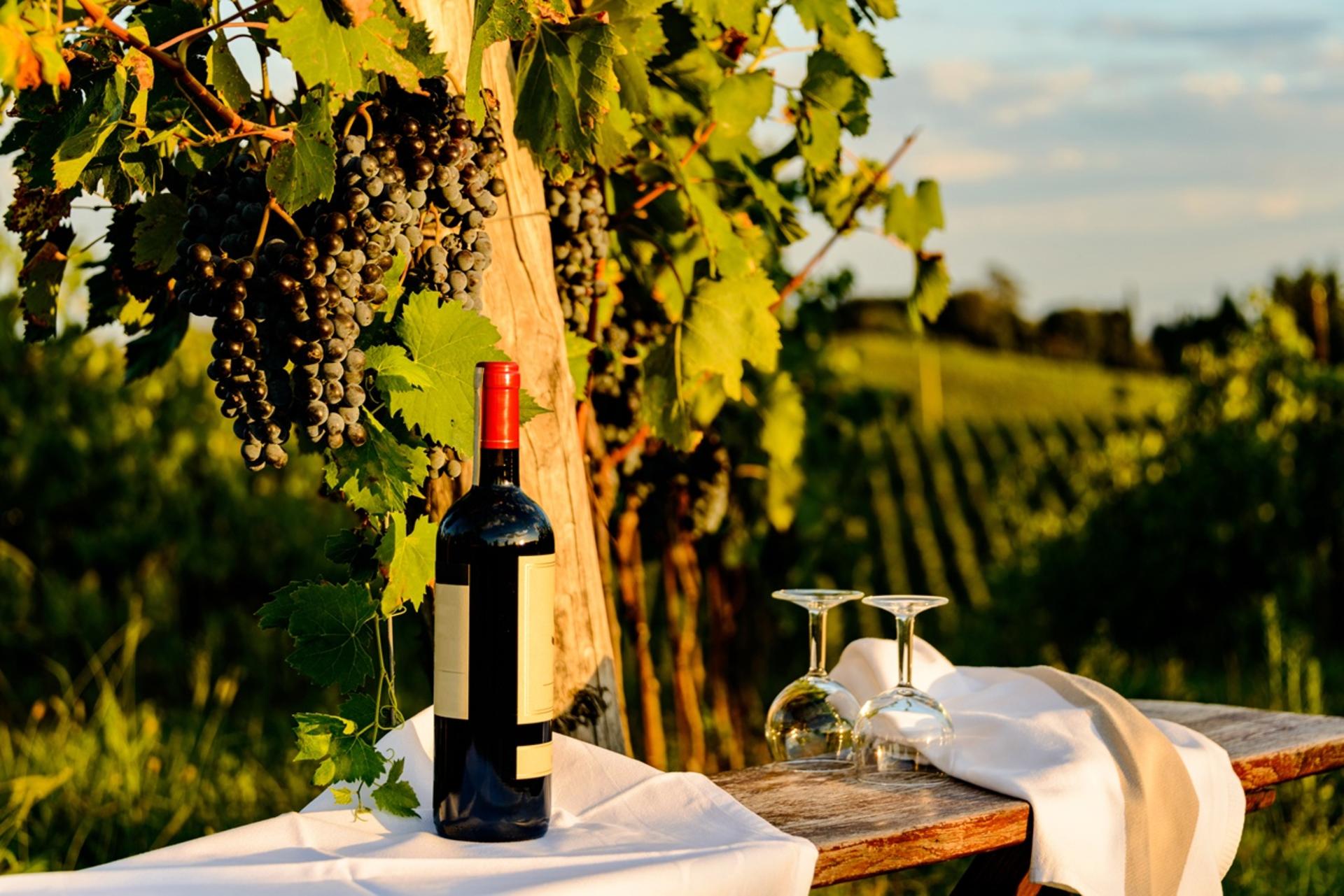 Chianti Delights: Tuscany Wine Private Tour from Florence - Thumbnail 5