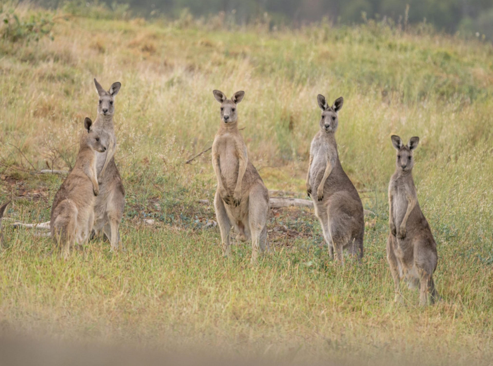 Yarra Valley Foodies Tour with Chandon, Cheese & Kangaroo Safari - Thumbnail 11
