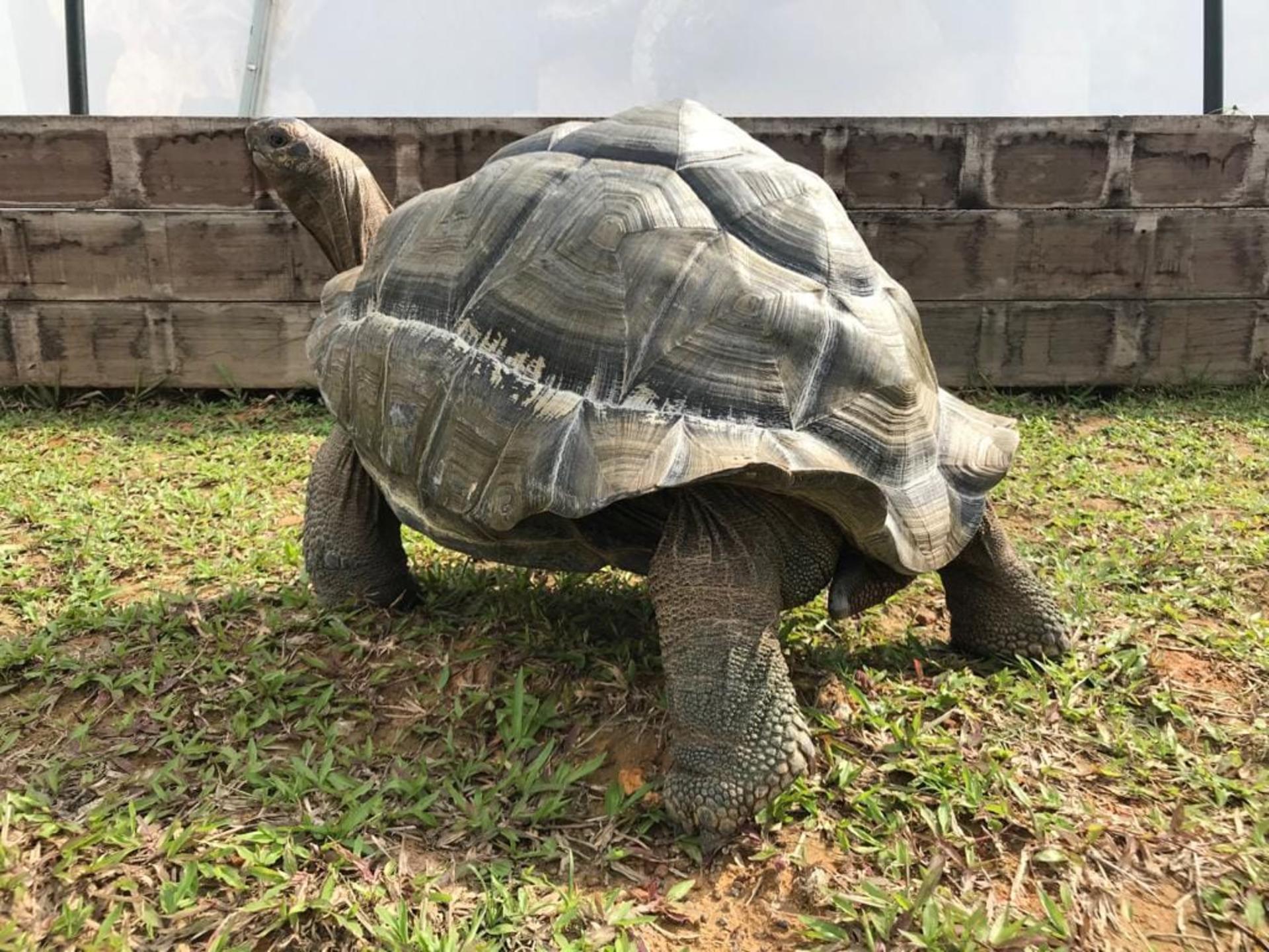 Live Turtle Museum Tickets in Singapore - Thumbnail 5