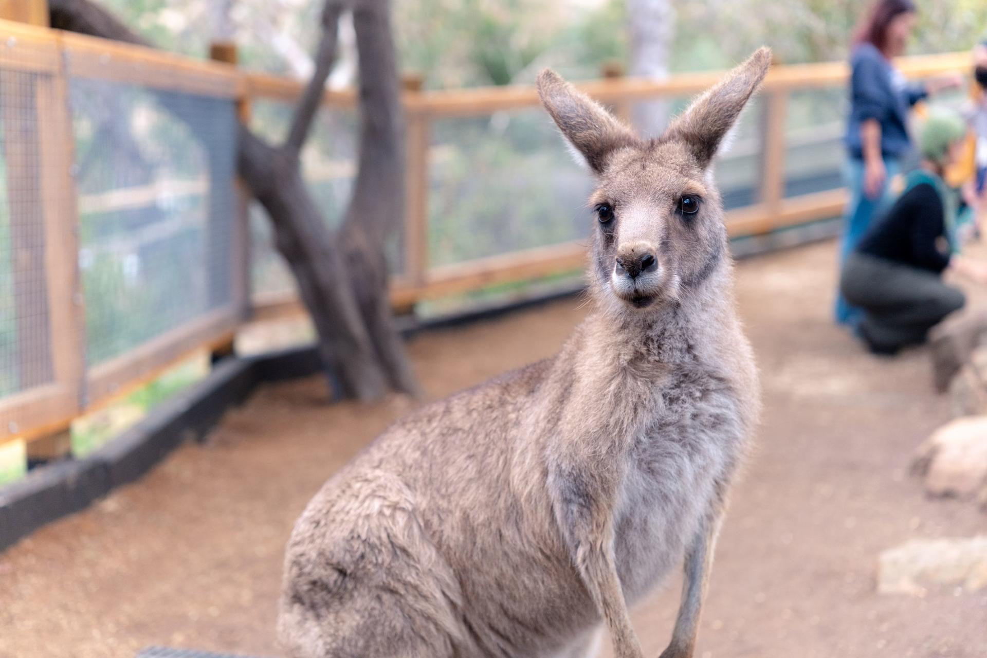 Mt Field National Park, Bonorong Wildlife & Mt. Wellington summit - Thumbnail 12