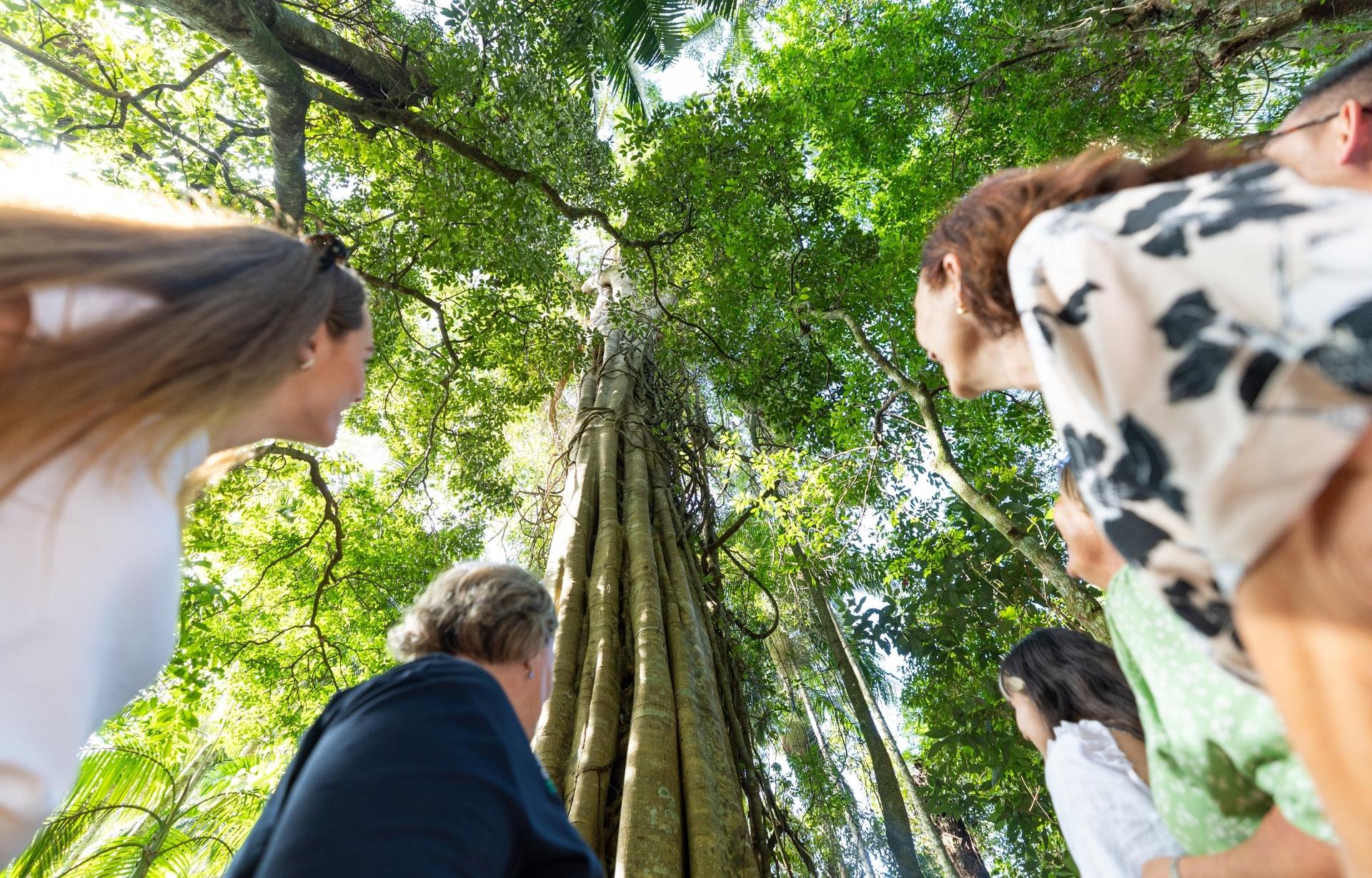 Gold Coast Tamborine National Park Half-Day Tour - Thumbnail 8