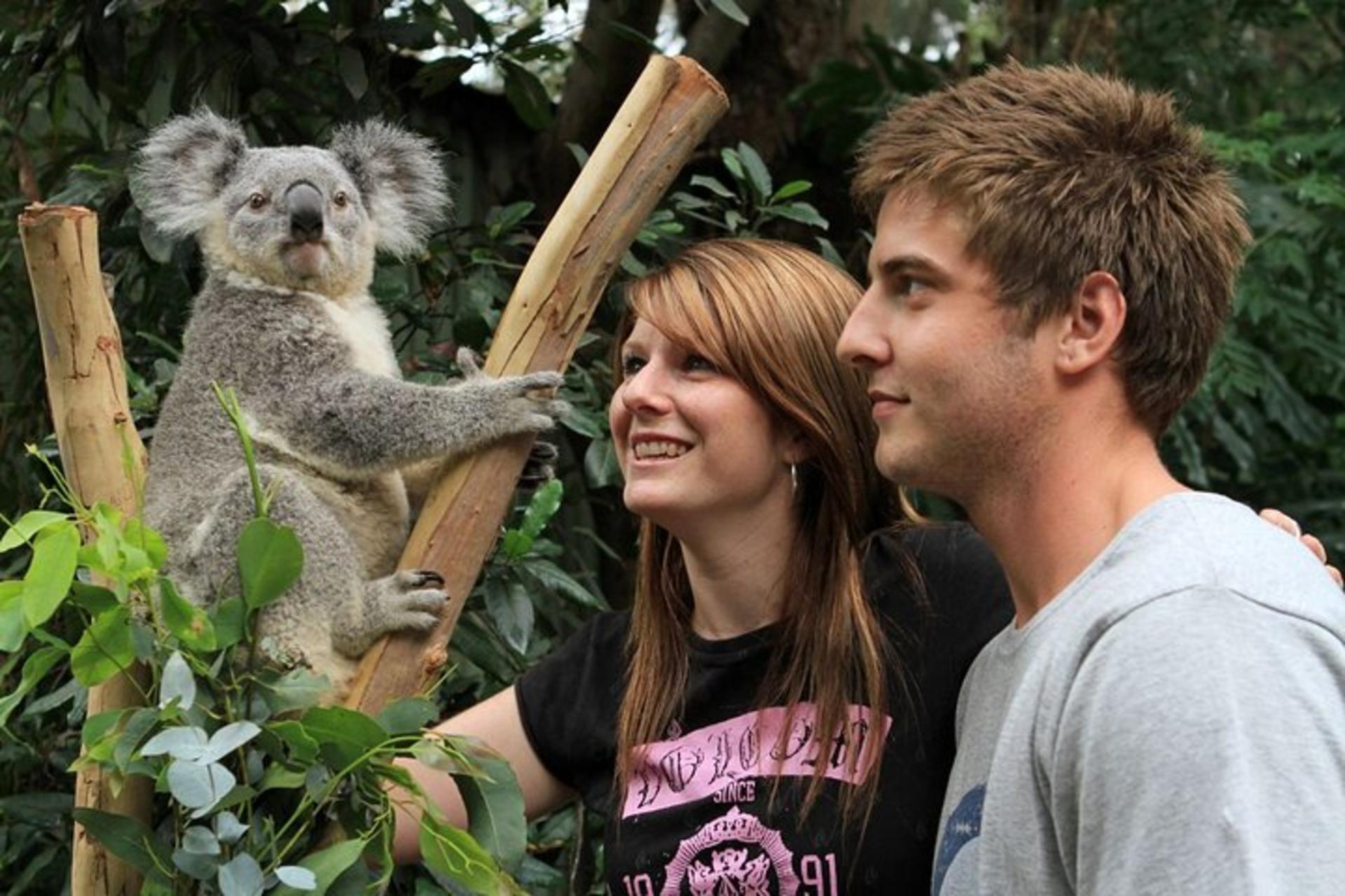 Private Blue Mountains, Scenic World & Australian Wildlife Tour - Image 1
