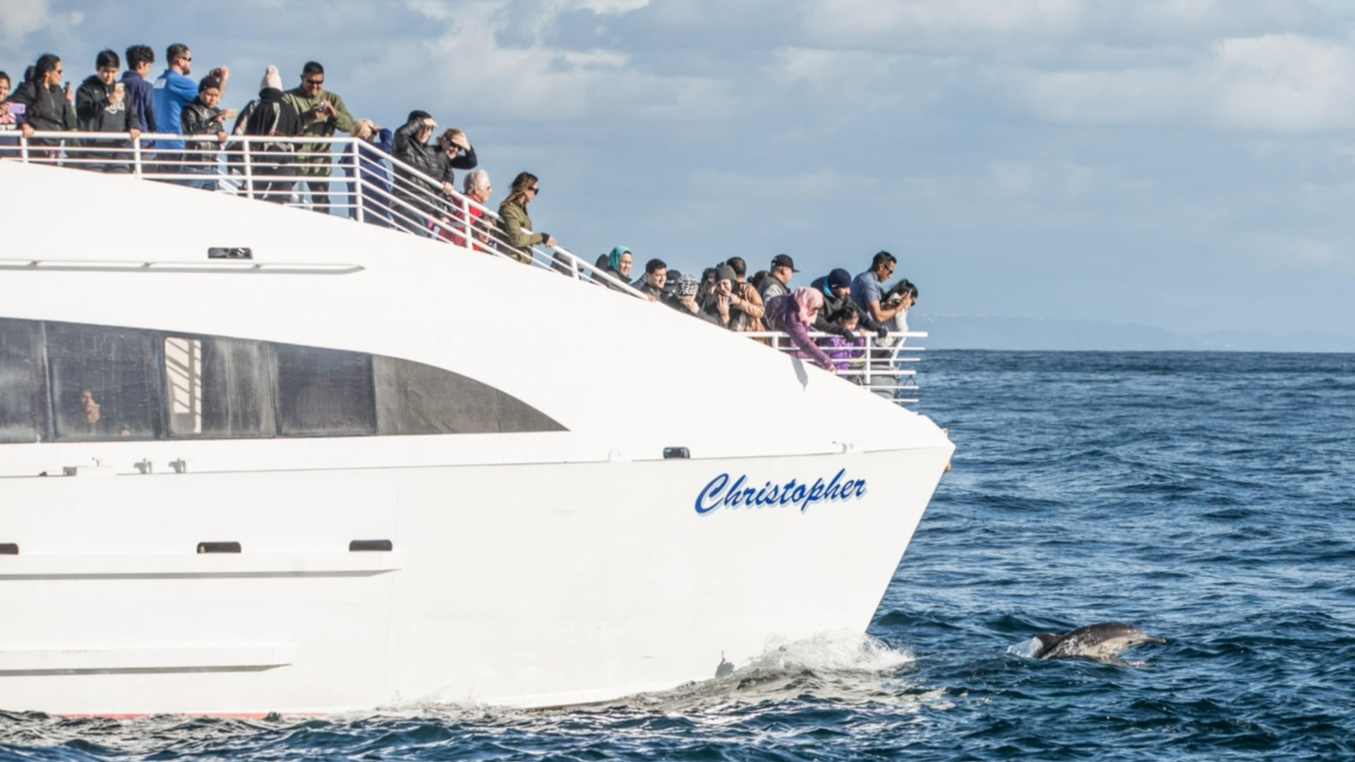 Whale Watching and Dolphin Tour from West Harbor, Los Angeles - Thumbnail 9