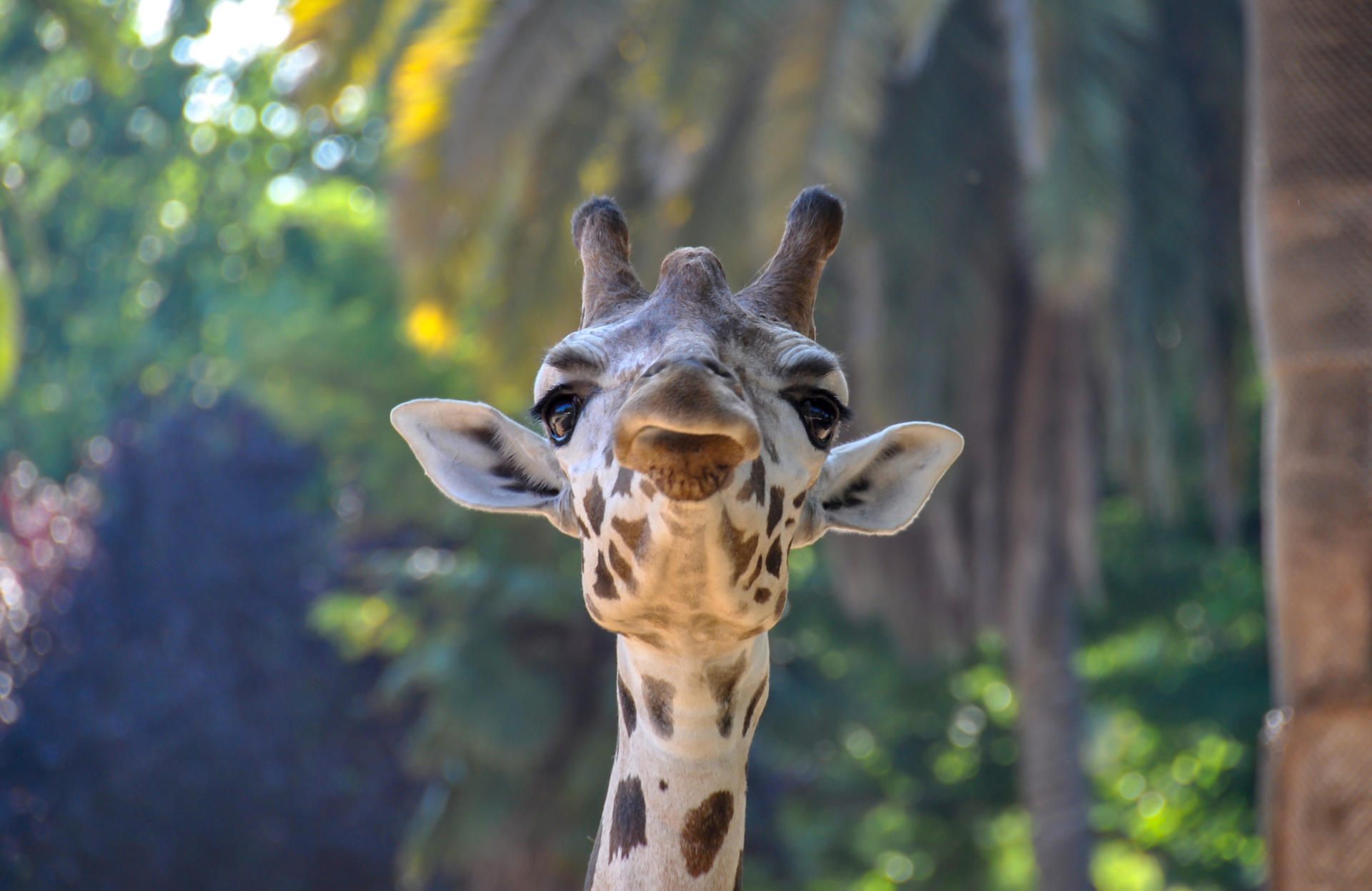 Barcelona Zoo Ticket - Image 1