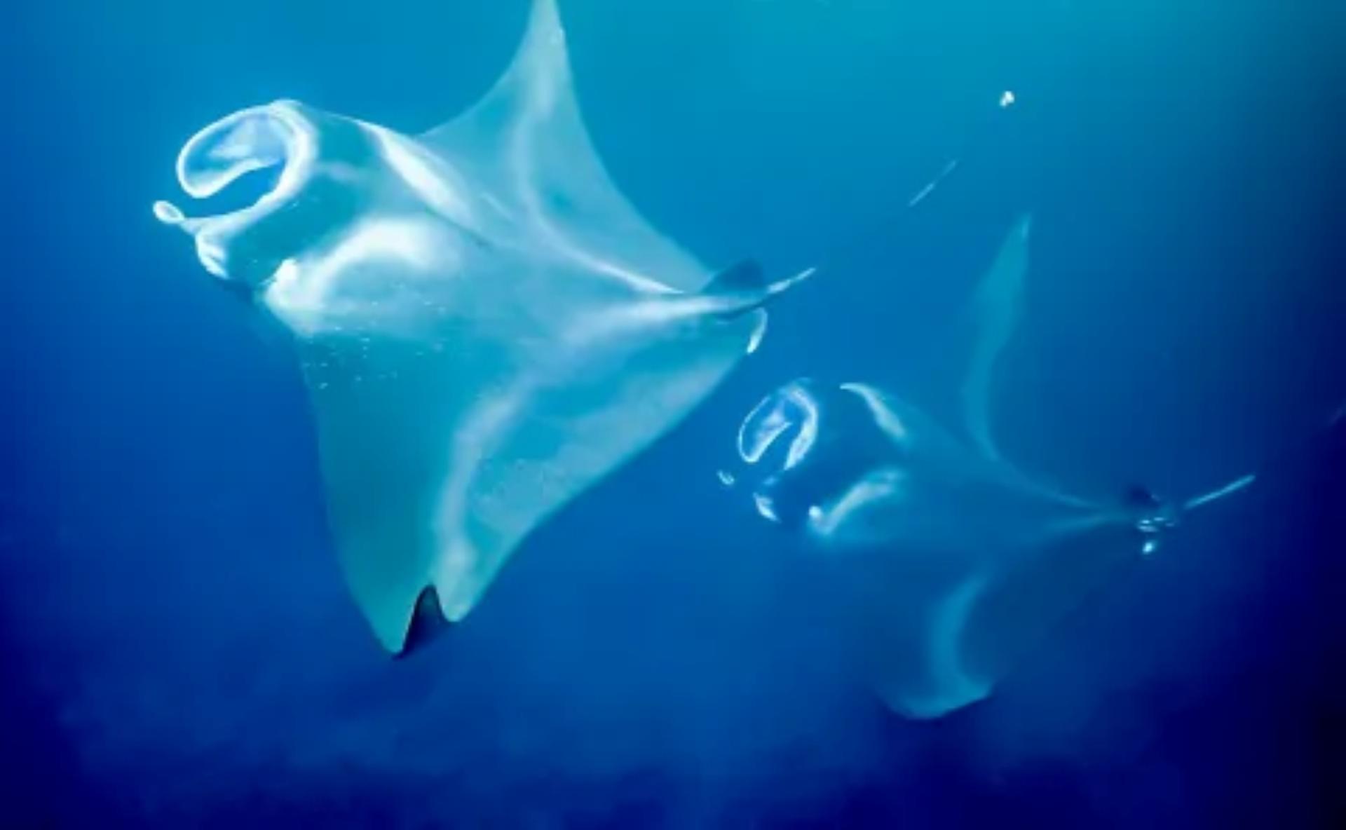 Sunset and Manta Ray Snorkel Experince - Thumbnail 6