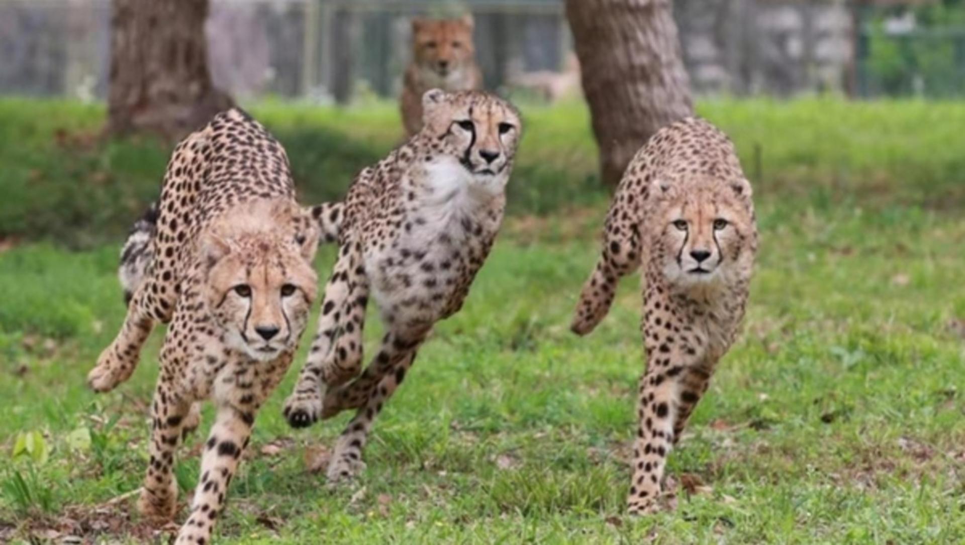 Shanghai Wild Animal Park Ticket - Thumbnail 4