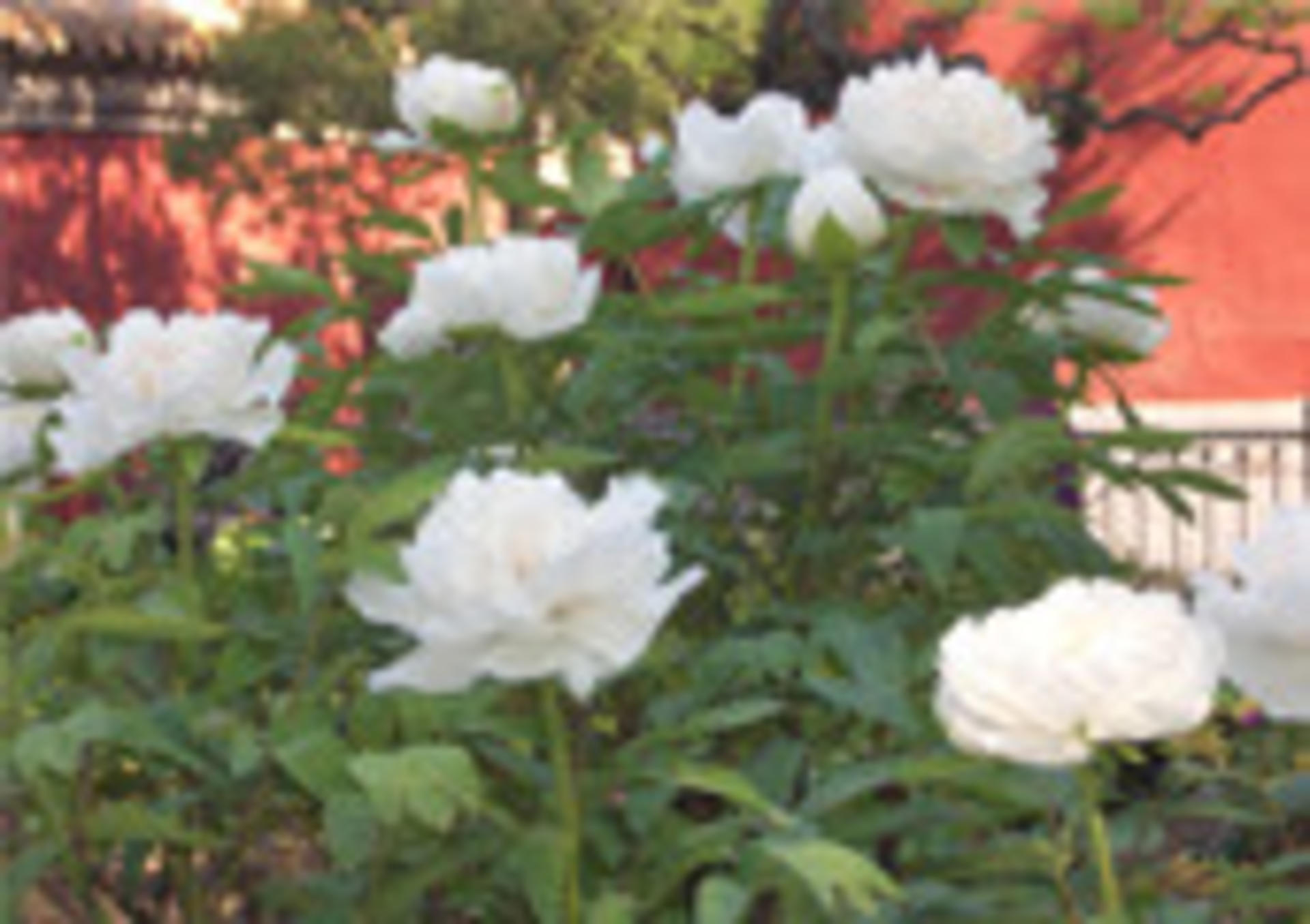 Jingshan Park Tickets - Thumbnail 13