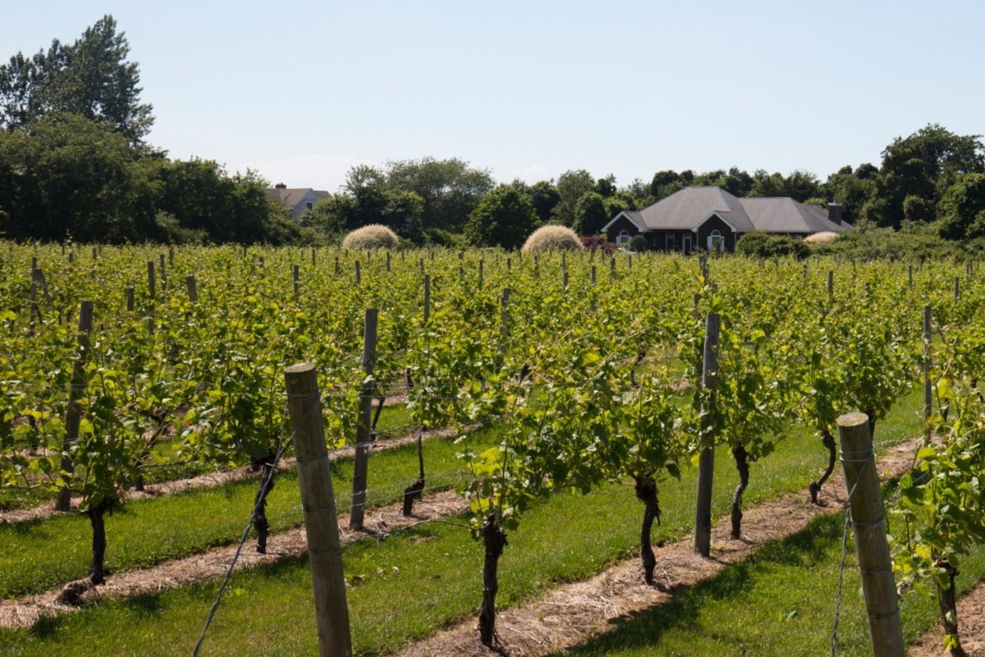 Southampton, Sag Harbor, and Outlet Shopping Tour from New York - Image 1