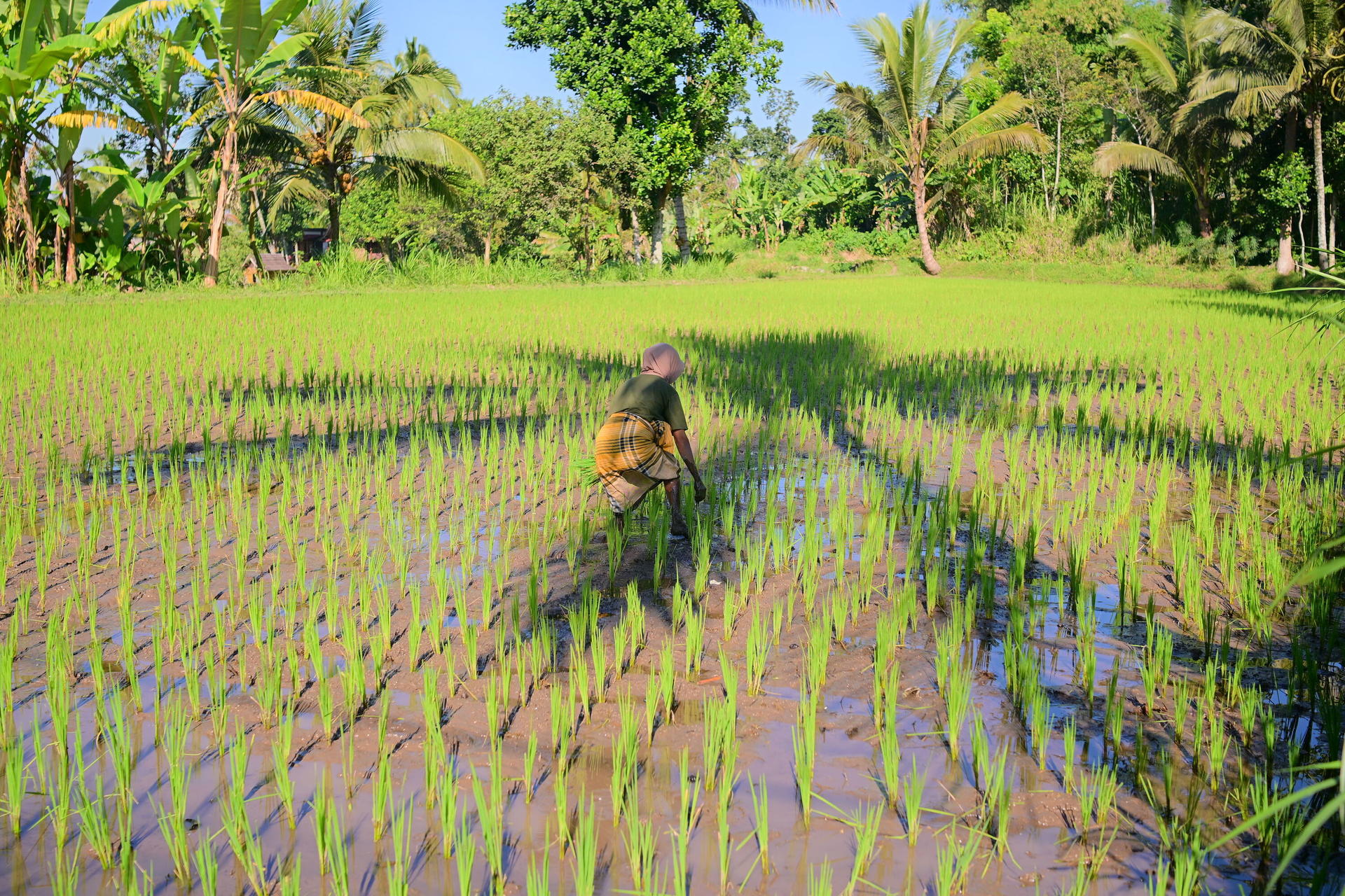 Lombok Tetebatu Full-Day Private Tour - Thumbnail 5