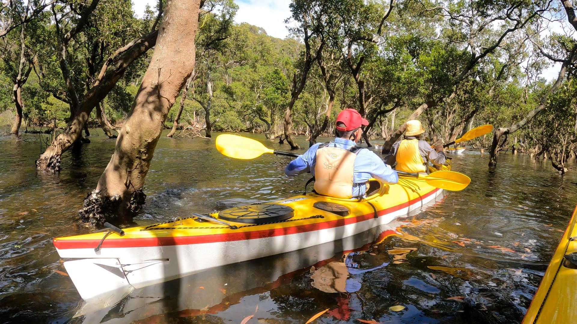 Middle Harbour Kayak Eco Tour by Sydney Harbour Kayaks - Thumbnail 4