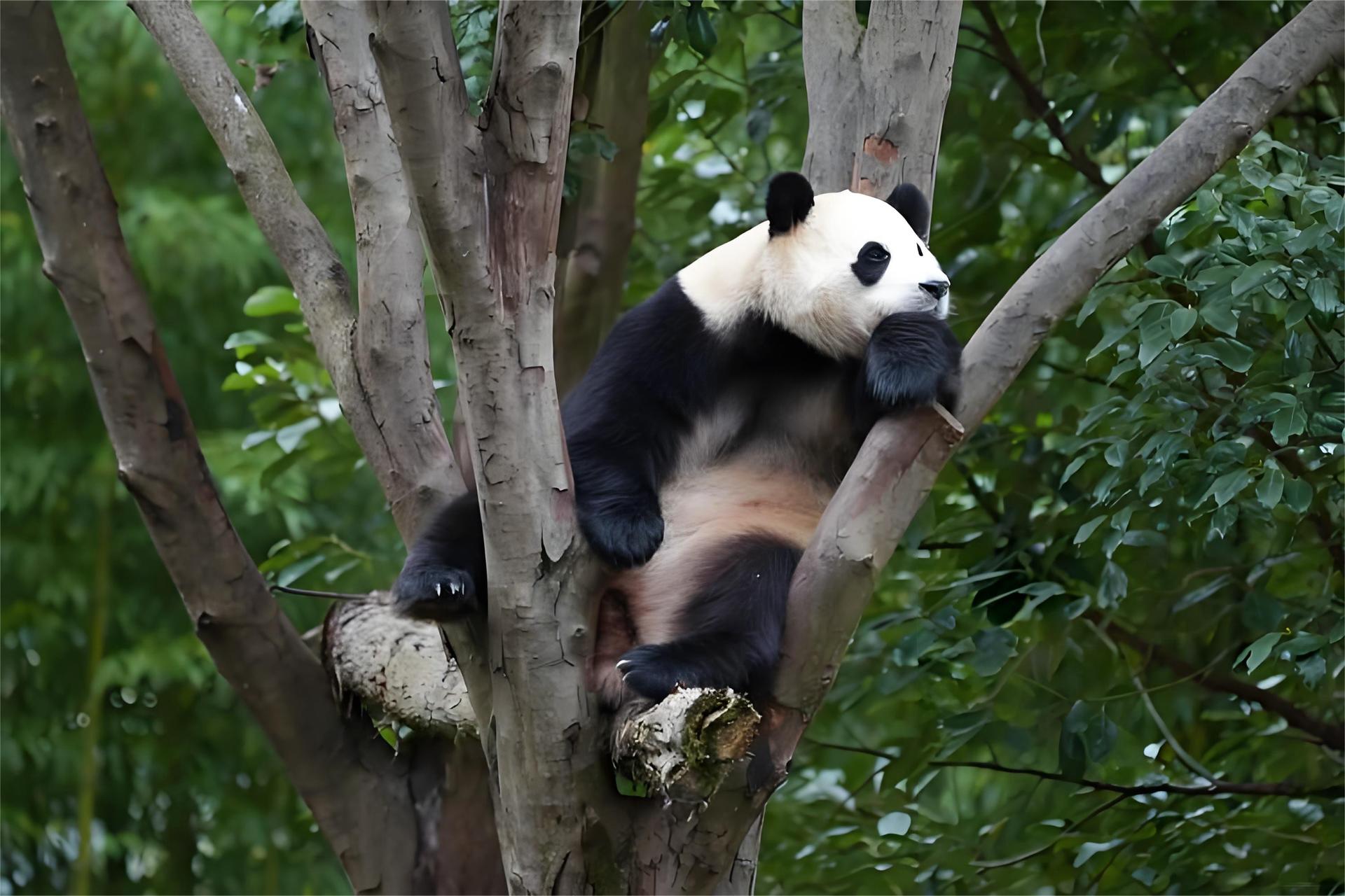 Chengdu Panda Base Private Half-Day Tour - Thumbnail 4