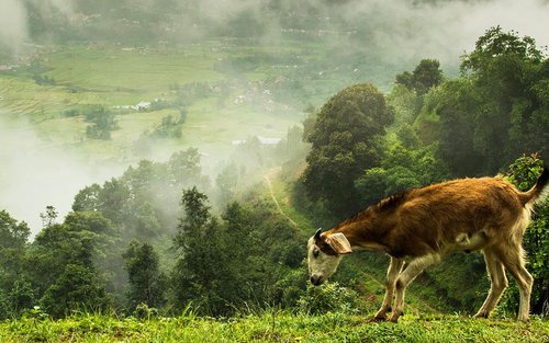 加德满都纳加阔特登山健行一日游