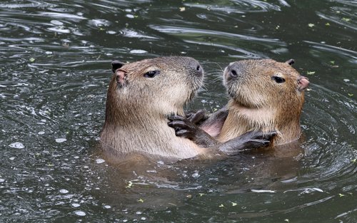 Vé Công Viên Neo Park Okinawa