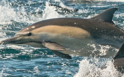 Experiència de creuer per a l'observació de balenes i dofins durant tot l'any a Newport Beach