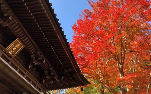 Excursion privée d'une journée au mont Takao et au parc Showa Kinen (observation des feuilles d'automne)