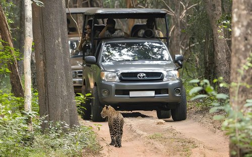 Private Safari im Wilpattu-Nationalpark