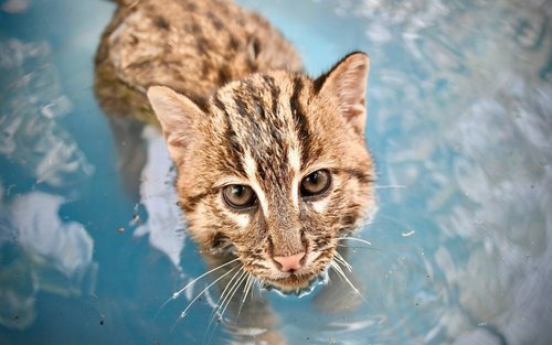 Wildlife Friends Foundation Thailand in Hua Hin