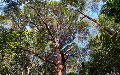 Penang National Park Jungle Trekking Private Full-Day Tour