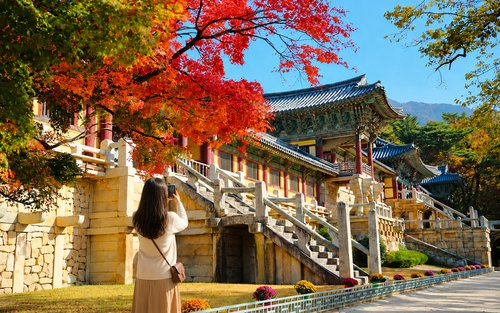 Gyeongju Pink Muhly & Autumn Maple Tour from Busan