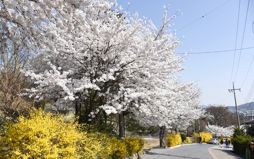 Tour de um Dia em Ganghwa para ver as Flores de Cerejeira / Luge / Experiência Tradicional