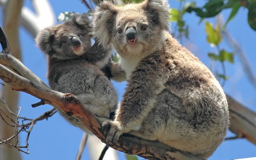 koalas