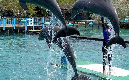 Freedom Beach Club - Barú + Oceanarium + Plankton