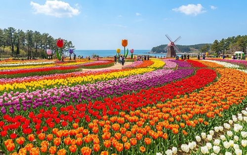 泰安郁金香节＆Amyeona花开时节