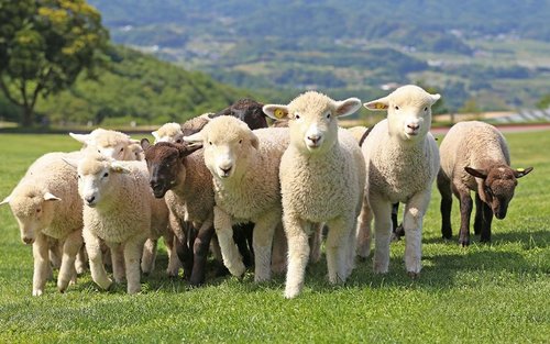 Tokyo Mother Farm & Mitsui OUTLET PARK Privat dagstur