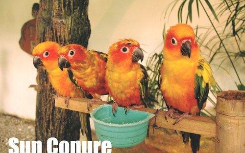 KL Bird Park Admission Ticket With One Way Transfer