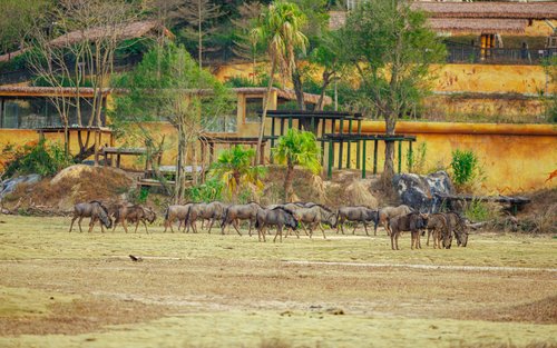 【Du Lịch Đường Sắt Trung Quốc】Tour 2 Ngày Quảng Đông Thanh Viễn (Khởi hành từ Thâm Quyến/Quảng Châu + Khu nghỉ dưỡng Chimelong Thanh Viễn + Vương quốc Rừng Thanh Viễn + Khách sạn Meilin Lake Brother + Công viên nước)
