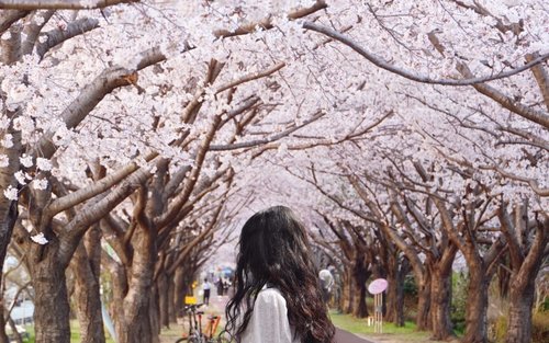 釜山のTOP10 花見（桜）（2025年）