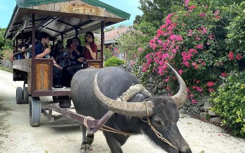 冲绳石垣岛竹富岛水牛车观光 & 来回船票