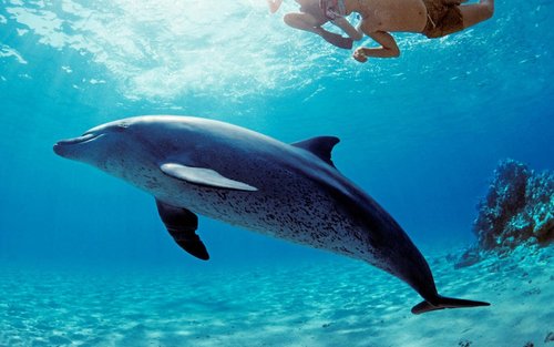 Marsa Alam Dolphin House Full-Day Snorkeling Tour
