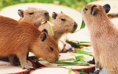 Bambi Land Ticket in Yilan