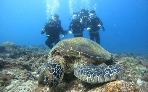 Pingtung: Mergulho de experiência com tartarugas marinhas em Xiaoliuqiu (Centro de Mergulho PADI 5 Estrelas de Mergulho Móvel)