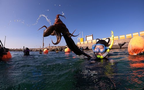 Jeju Haenyeo Experience
