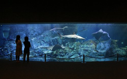 Umitamago Aquarium Ticket in Oita