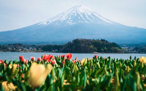 Dagsutflykt till Shibazakura vid sjön Motosu & Oshihashi-parken vid sjön Kawaguchi för körsbärsblommor & Fujiberget 5:e stationen & Båttur/Onsen vid sjön Yamanaka