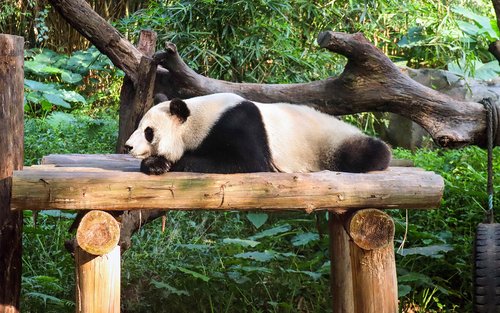 One-Day Tour to Chengdu Research Base of Giant Panda Breeding and Kuanzhai Alley
