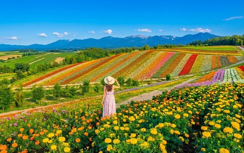 Hokkaido Flower Viewing Must-Visit Spots - Asahiyama Zoo & Biei Furano Flower Viewing & Winter Limited Day Tour (Multiple routes available, Chinese and English guides, departing from Sapporo)