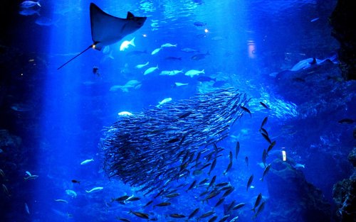 บัตรเข้าชมพิพิธภัณฑ์สัตว์น้ำเกียวโต (Kyoto Aquarium)